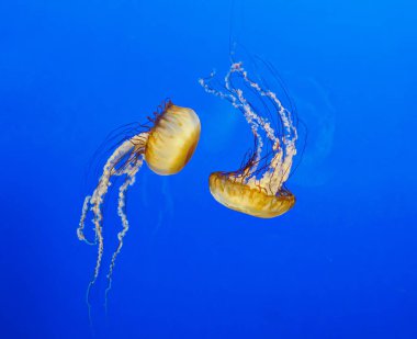 Pacific sea nettle jellyfish clipart