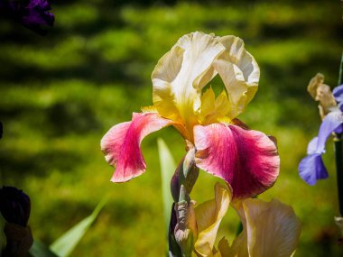 Iris