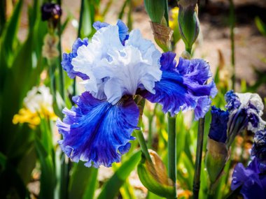 Iris