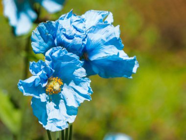 Himalaya mavi Tibet Poppy