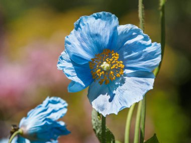 Himalaya mavi Tibet Poppy