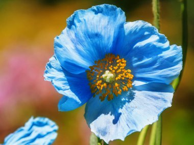 Himalaya mavi Tibet Poppy
