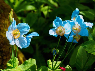 Himalaya mavi haşhaş