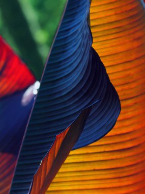 Canna Lily arka plan