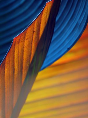 Canna Lily arka plan