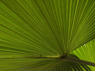 palmiye yaprakları arka plan