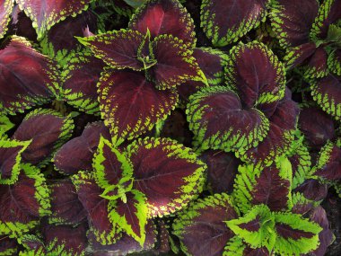 coleus arkaplanı