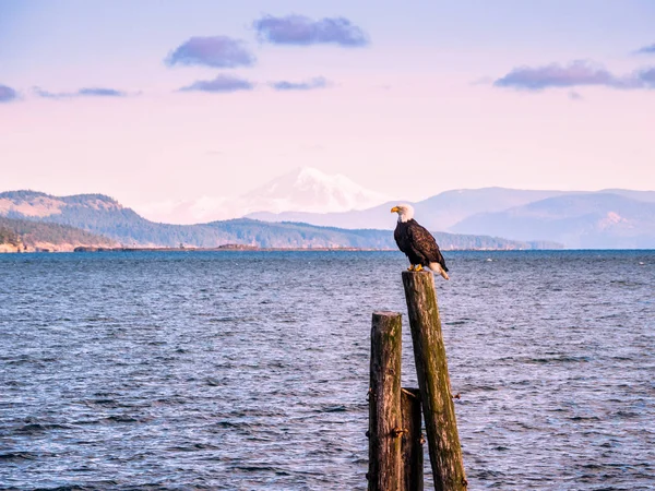 Bald Eagle cölöpök partján. Sidney, Bc, Vancouver-sziget, — Stock Fotó