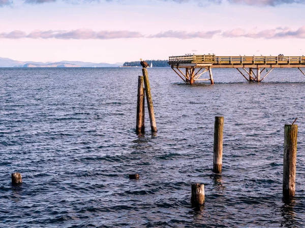 Bald Eagle na palach na brzegu. Sidney, Bc, Vancouver Island, — Zdjęcie stockowe