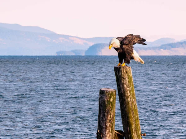 Bald Eagle on piles at the shore. Sidney, BC, Vancouver Island,