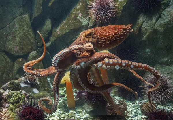 Giant Pacific octopus underwater