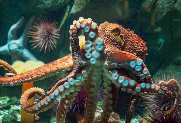 Giant Pacific octopus underwater