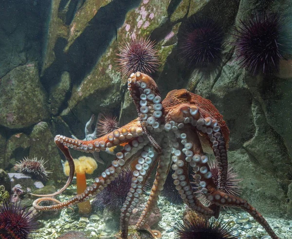 Giant Pacific octopus underwater