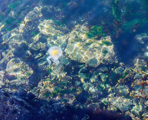 Kızarmış yumurta denizanası (Fhacellophora camtschatica)