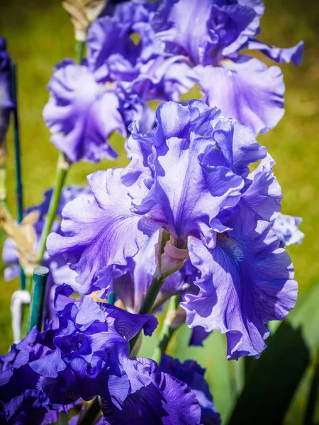 Iris — Stok fotoğraf