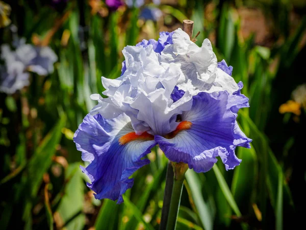 Iris — Stok Foto