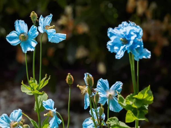 Himalaya blauwe Tibet Poppy — Stockfoto