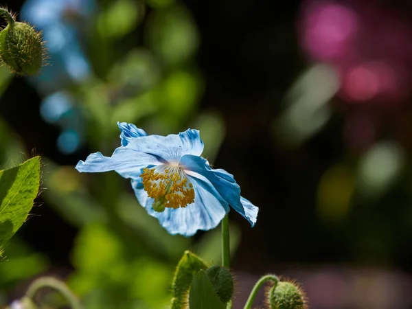 Himalaya blauwe Tibet Poppy — Stockfoto