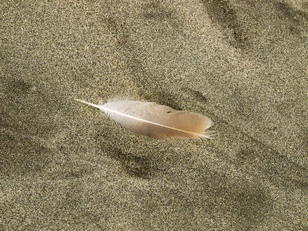 Feather in the sand — Stock Photo, Image