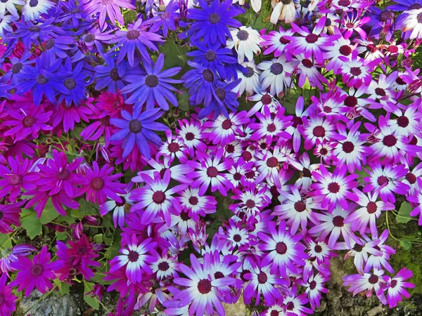 Fondo de flores — Foto de Stock