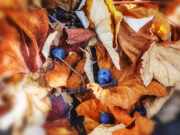 Folhas de uva caídas e bagas com cantos desfocados — Fotografia de Stock