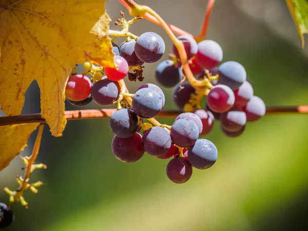 Gele druif bladeren en bessen close-up tegen blauwe hemel, sele — Stockfoto