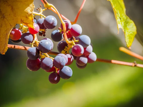 Gele druif bladeren en bessen close-up tegen blauwe hemel, sele — Stockfoto