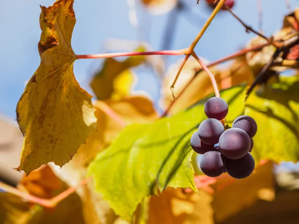 Gele druif bladeren en bessen close-up tegen blauwe hemel, sele — Stockfoto
