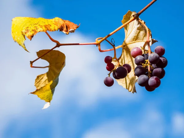 Gele druif bladeren en bessen close-up tegen blauwe hemel, sele — Stockfoto