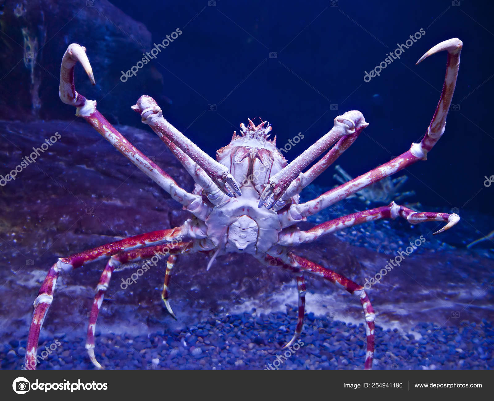 Caranguejo-aranha japonês — Foto © pr2is #254941190, image size:1600x1300