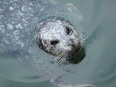 Liman Seal (Phoca vitulina)