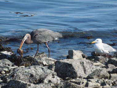 Büyük mavi balıkçıl (Ardea herodias) ile catch