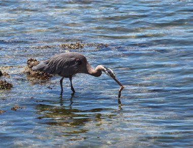 Büyük mavi balıkçıl alıcı kalamar