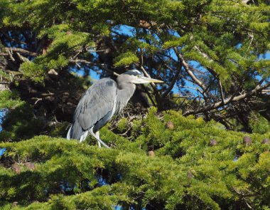 Büyük Mavi Balıkçıl (ardea herodias)