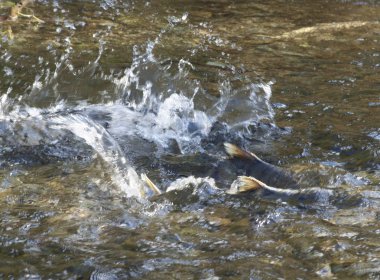 Somon çalıştırmak