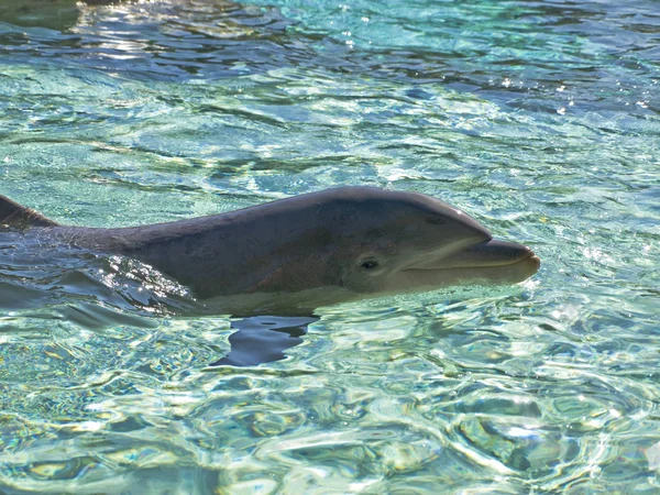 Smiling dolphin — Stock Photo, Image