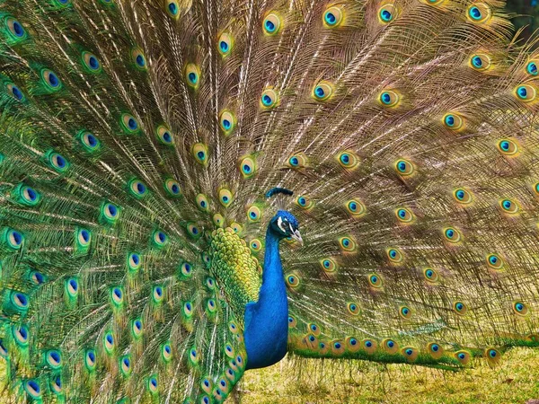 Male peacock displaying fully opened tail