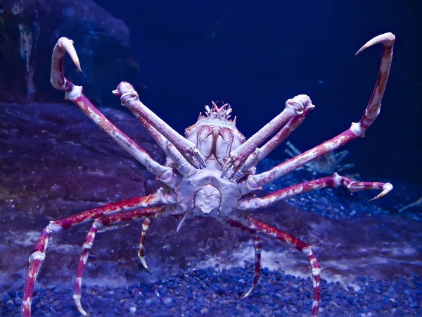 Crabe araignée japonais — Photo