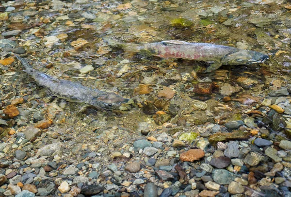 Dos peces durante la carrera del salmón — Foto de Stock