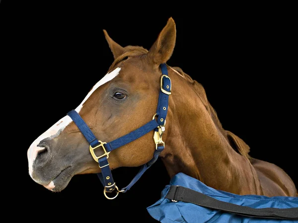 Retrato de um cavalo — Fotografia de Stock