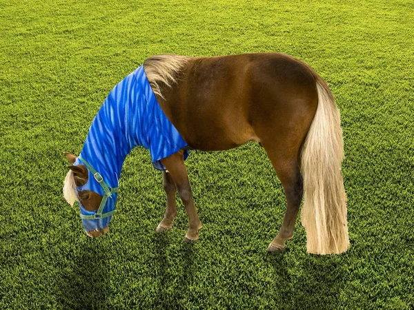 Miniature horse grazing — Stock Photo, Image