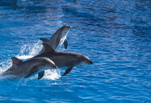 Three dolphins — Stock Photo, Image