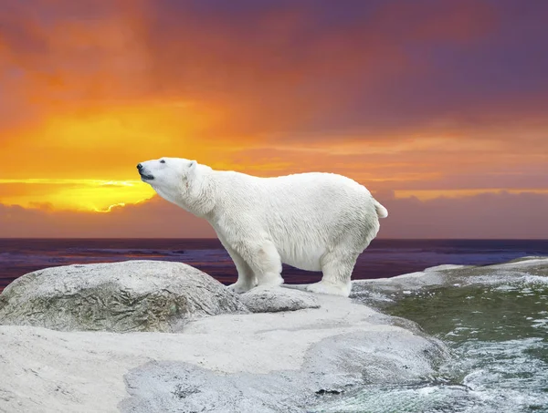 Kutup ayısı Obraz Stockowy