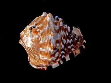 Deniz kabuğu siyah arka plan