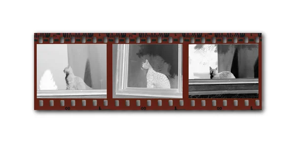 Snippet of negative filmstrip with cat — Stock Photo, Image