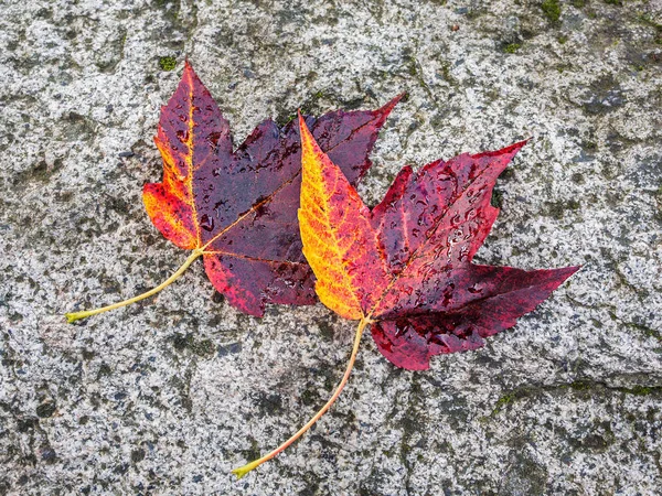 Zwei Herbstblätter — Stockfoto