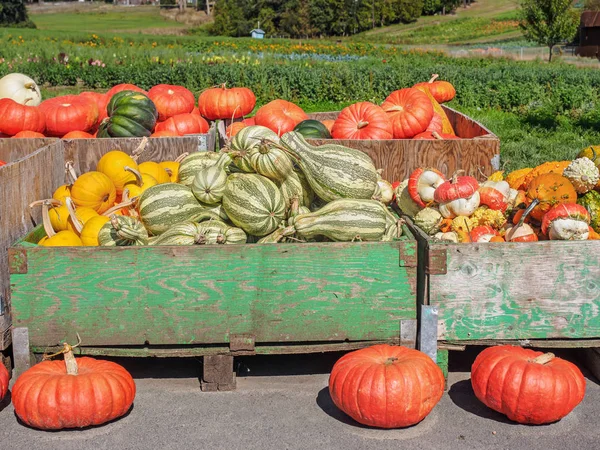 Дисплей с продукцией на День благодарения — стоковое фото