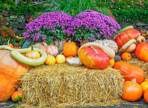 Thansgiving exibição de produtos — Fotografia de Stock