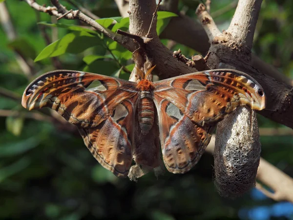 Traça de seda gigante (Antheraea polyphemus ) — Fotografia de Stock