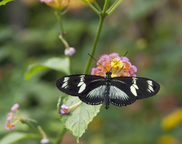 Almirante branco (Limenitis camilla ) — Fotografia de Stock